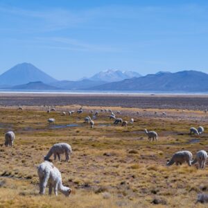 Salar de Salinas, Minivolcán y Baños de Lojen